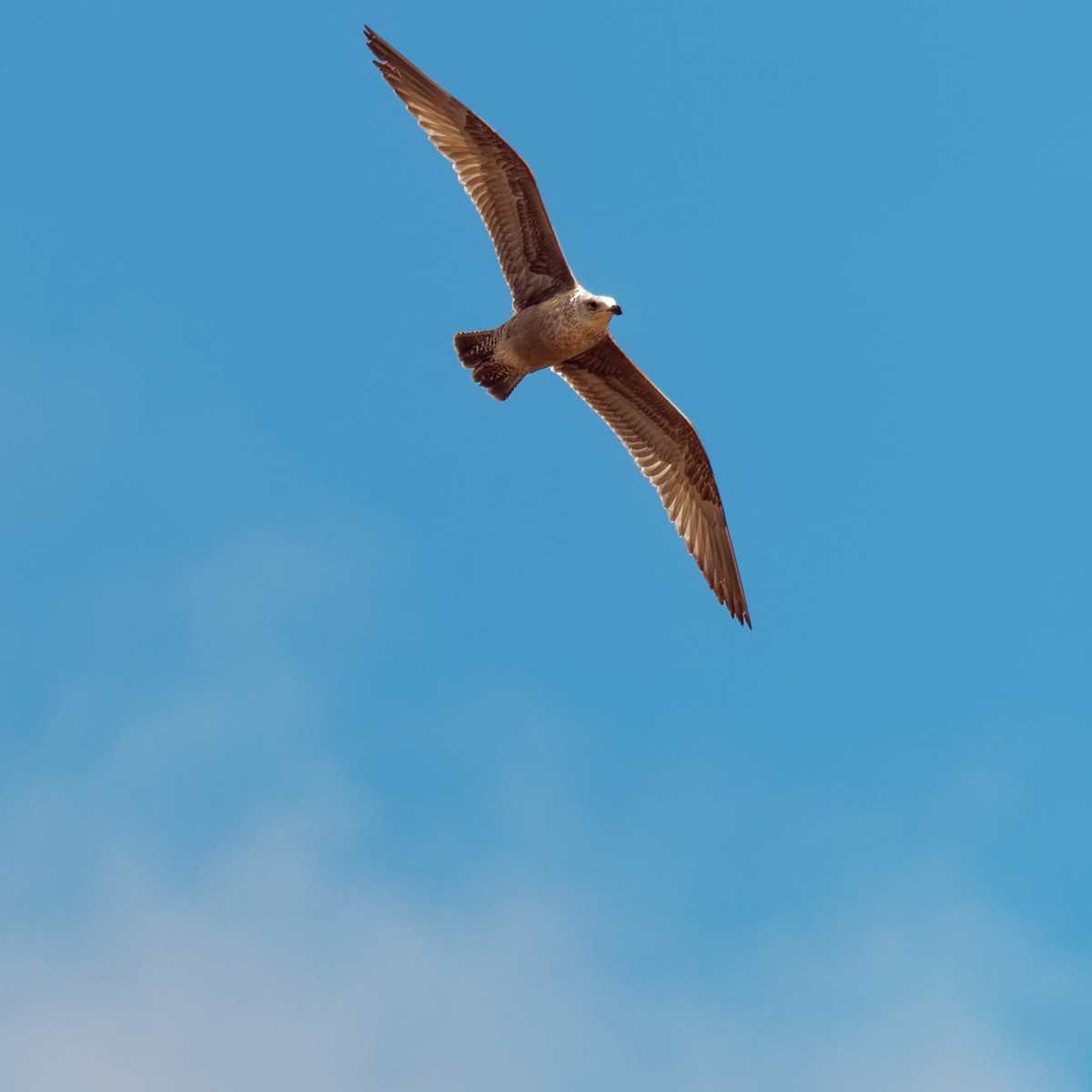 Lesser Black-backed Gull - ML213807471