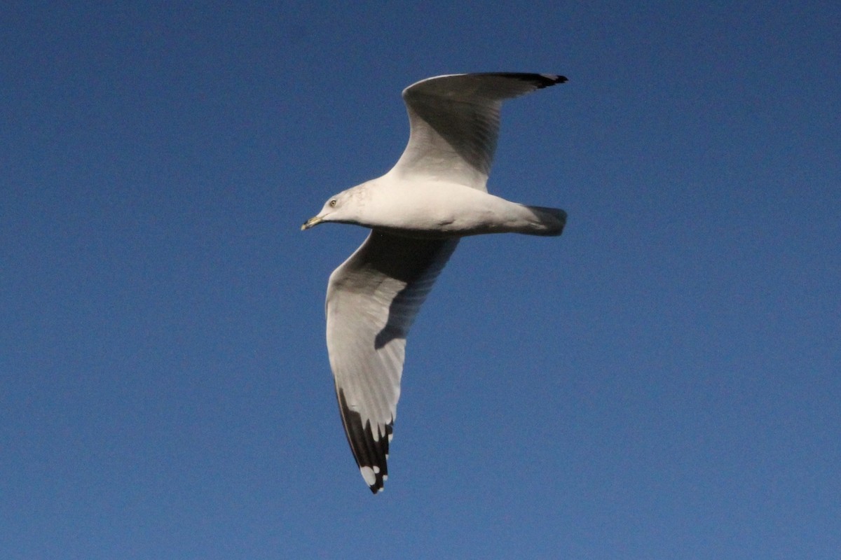 Ring-billed Gull - ML21380781