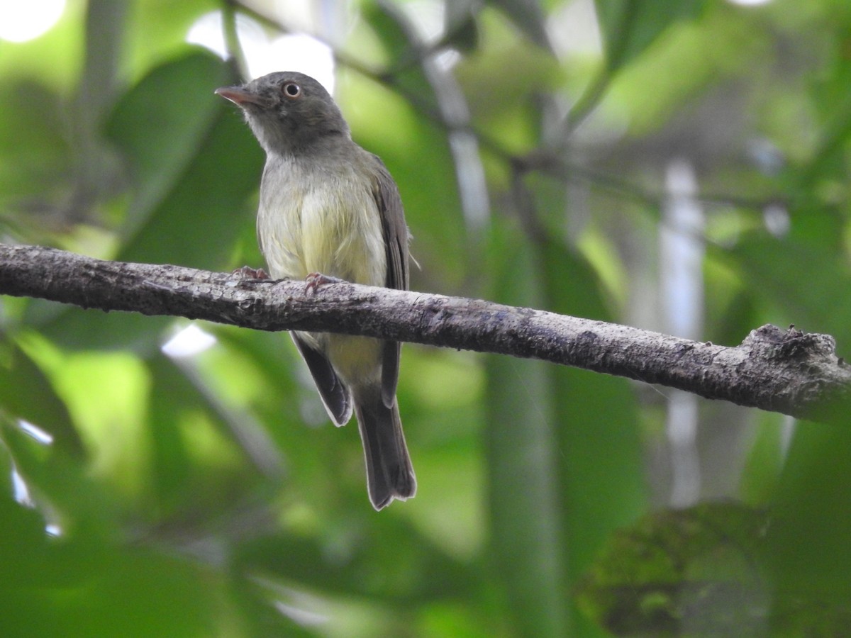 Saffron-crested Tyrant-Manakin - Josué Peña - Jota Travels - Birding Tour