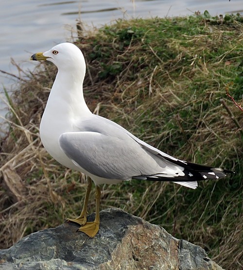 Ring-billed Gull - ML213811191