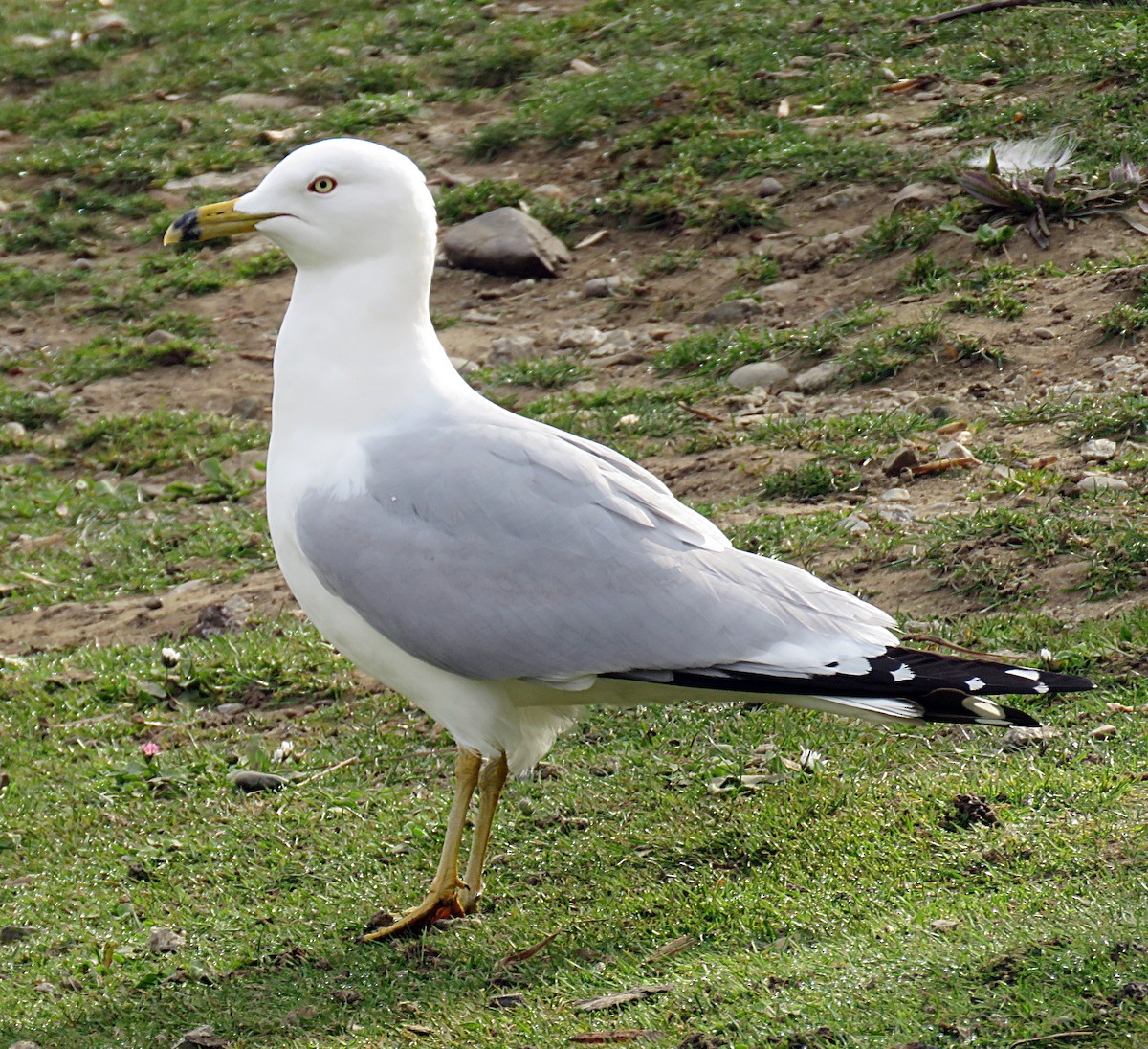 Ring-billed Gull - ML213811251