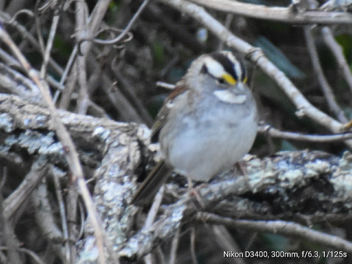 White-throated Sparrow - ML213814971