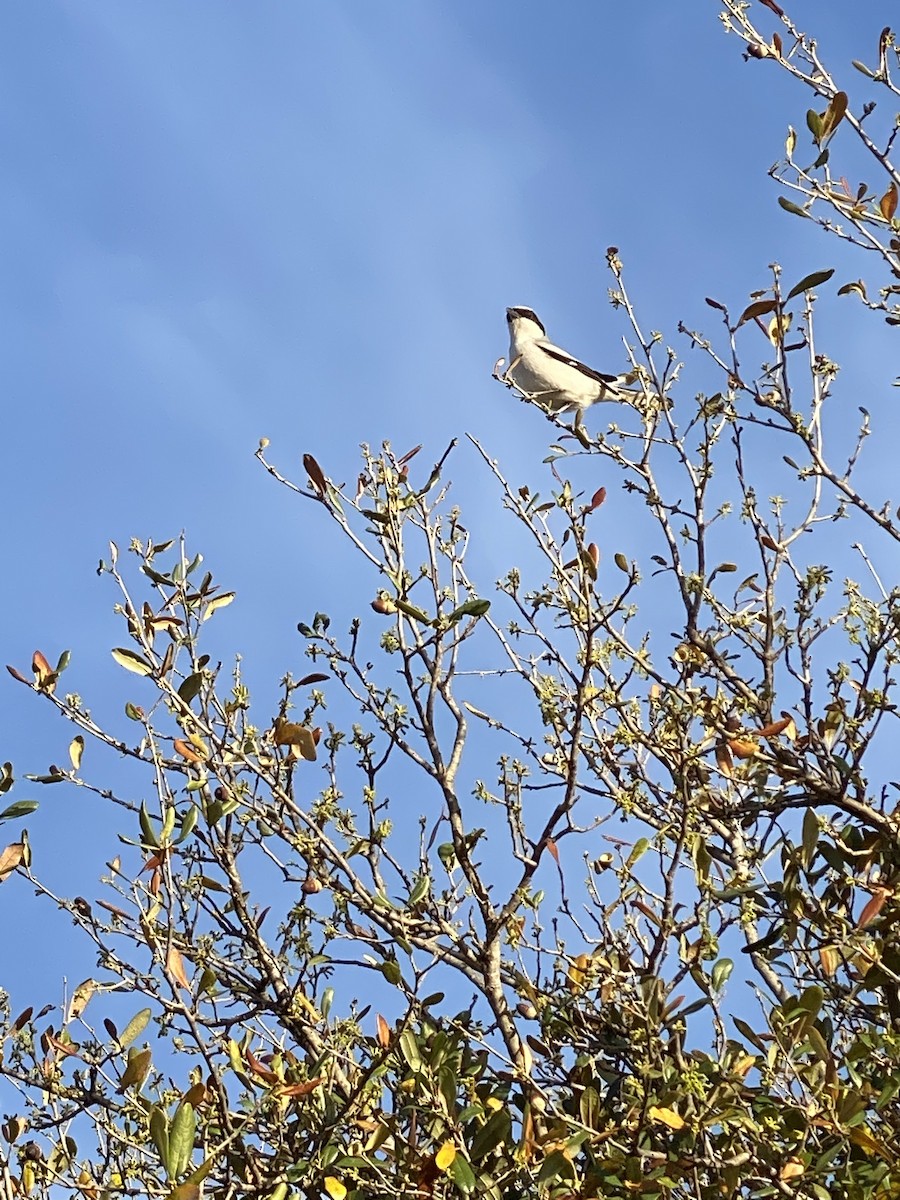 Loggerhead Shrike - Cristina Monita