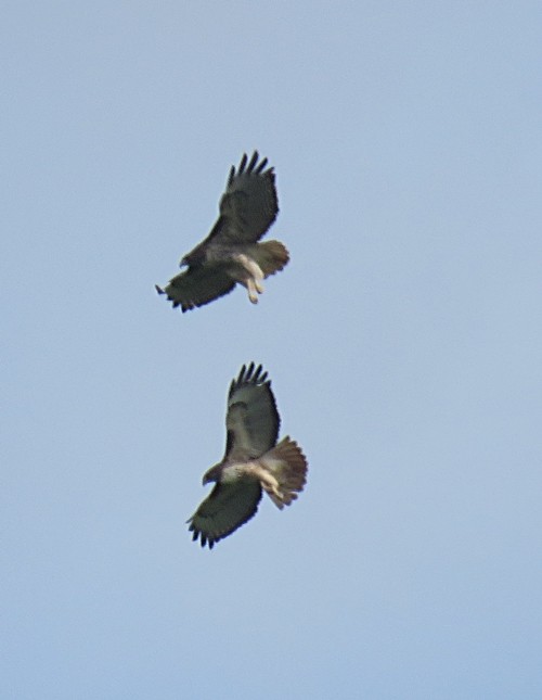 Red-tailed Hawk - Marlowe Kissinger