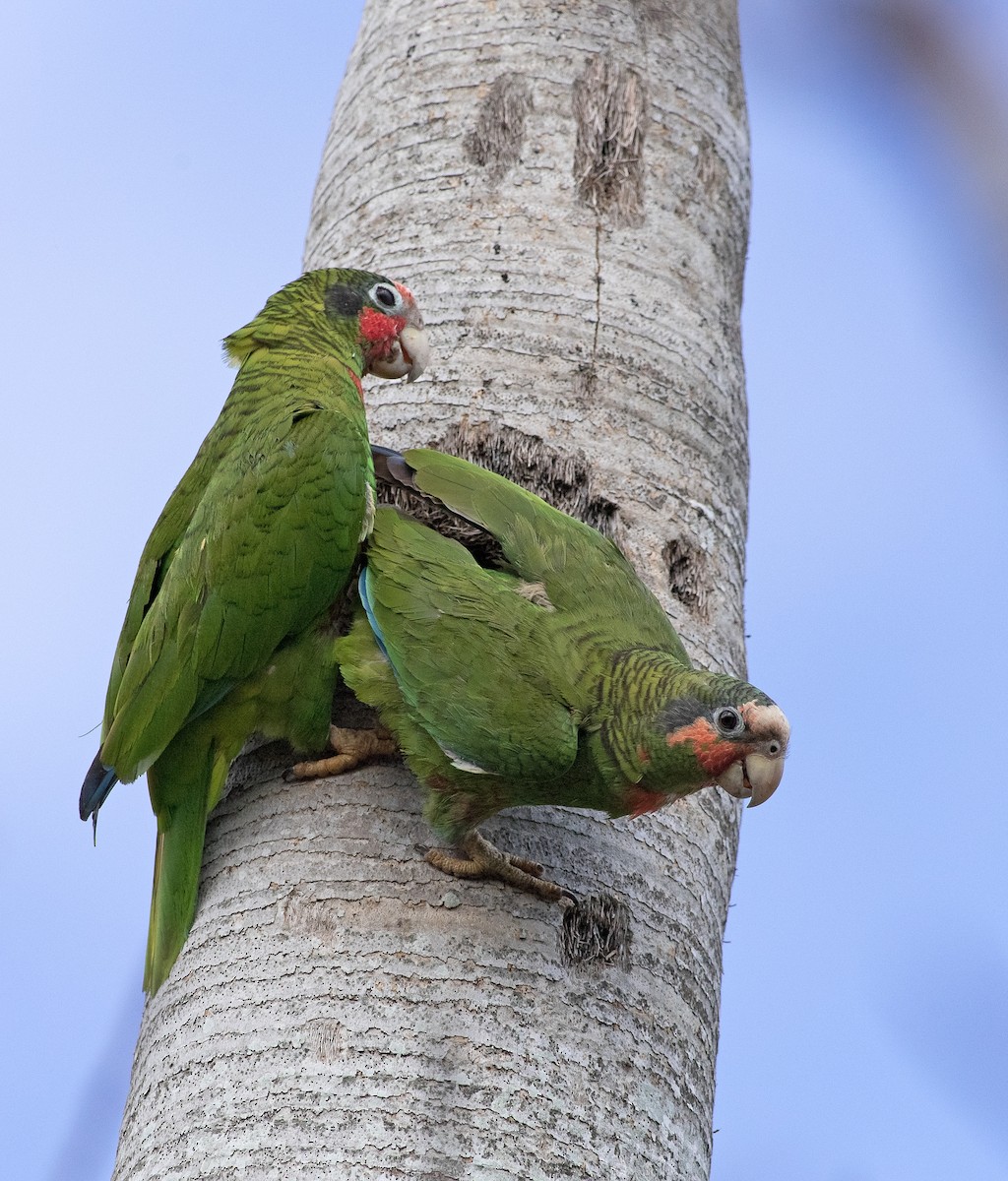 Cuban Parrot - ML213817411