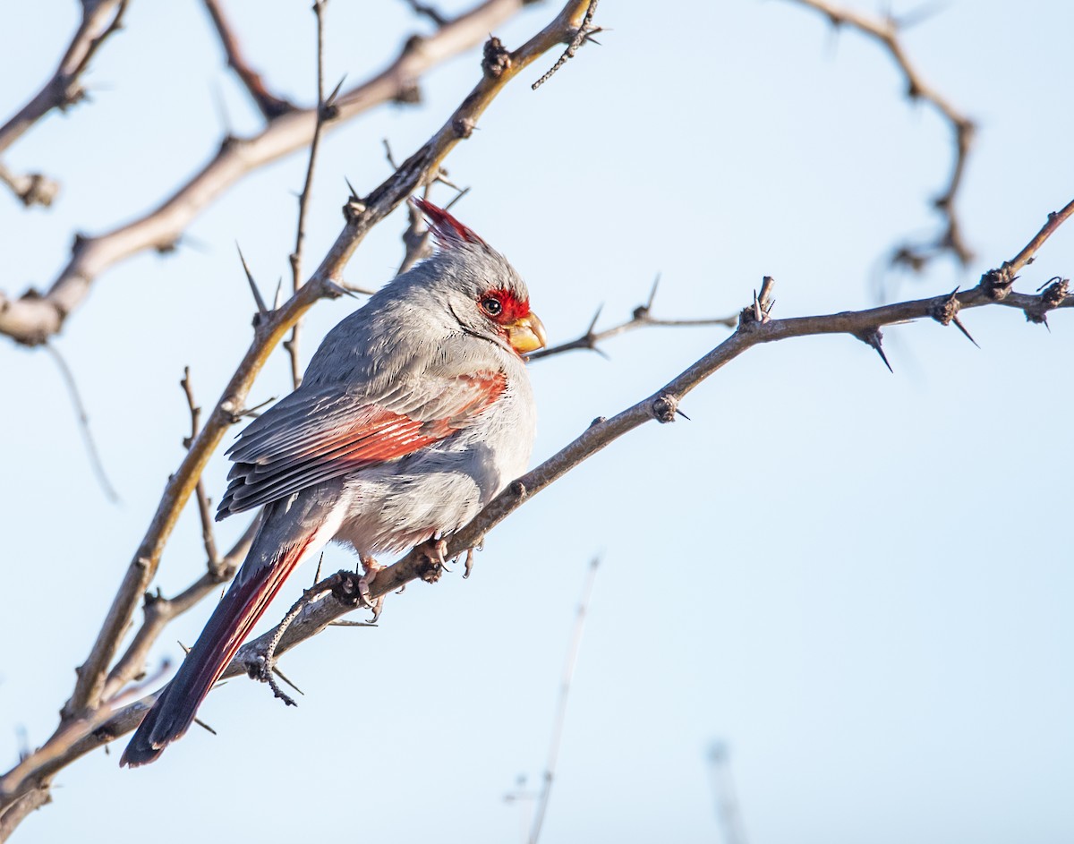 Pyrrhuloxia - james poling