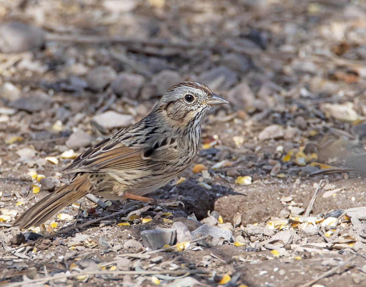 Lincoln's Sparrow - james poling