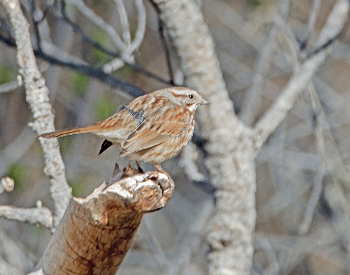Song Sparrow - james poling