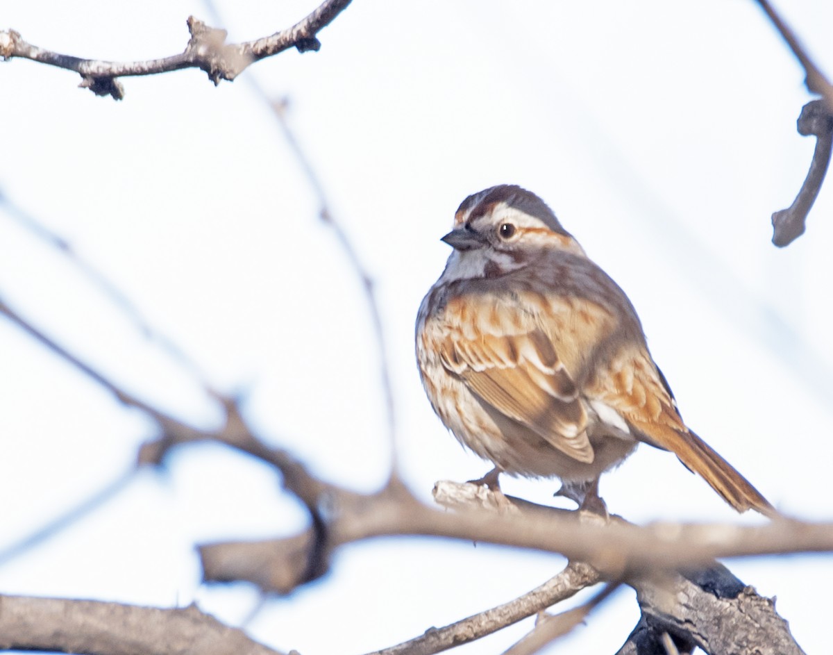 Song Sparrow - james poling