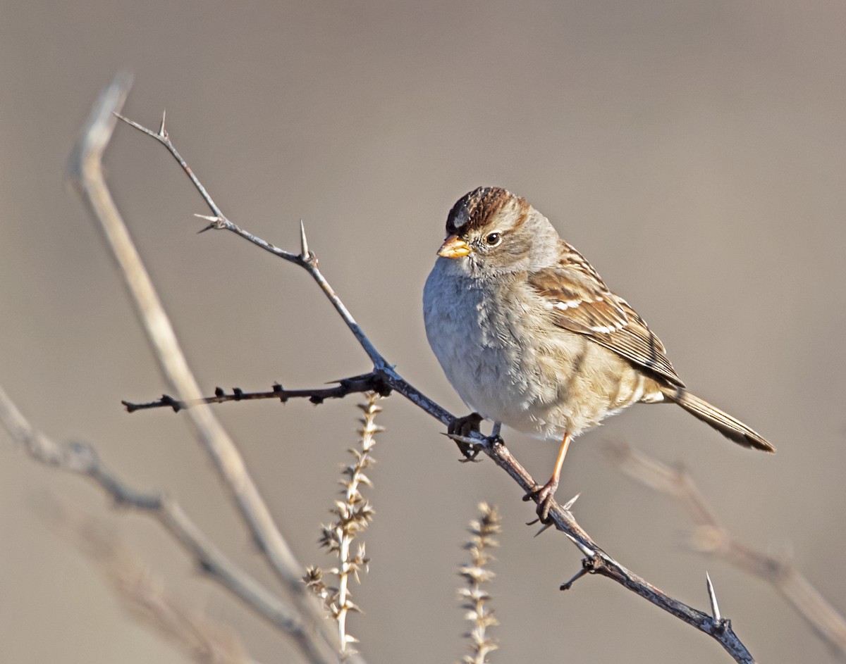 White-crowned Sparrow - ML213818061