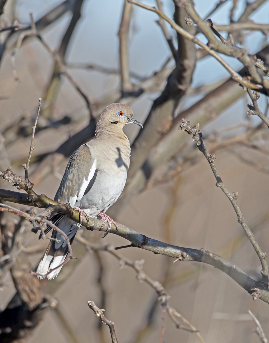 White-winged Dove - james poling