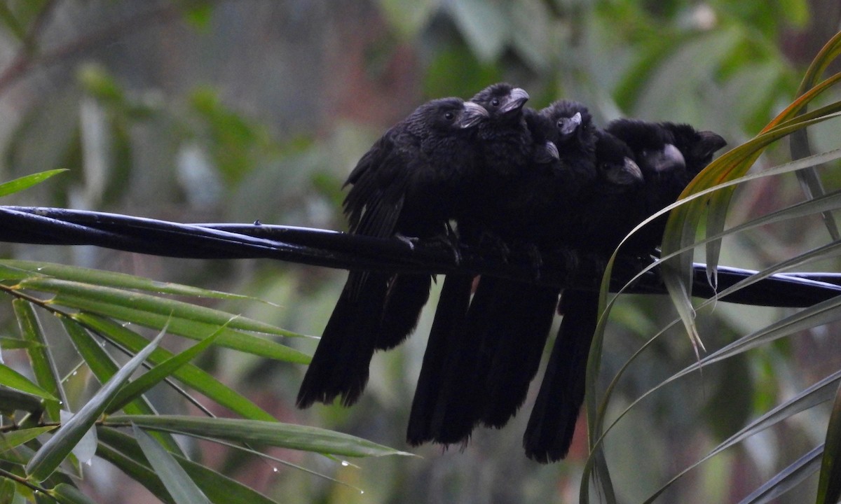 Groove-billed Ani - ML213818971