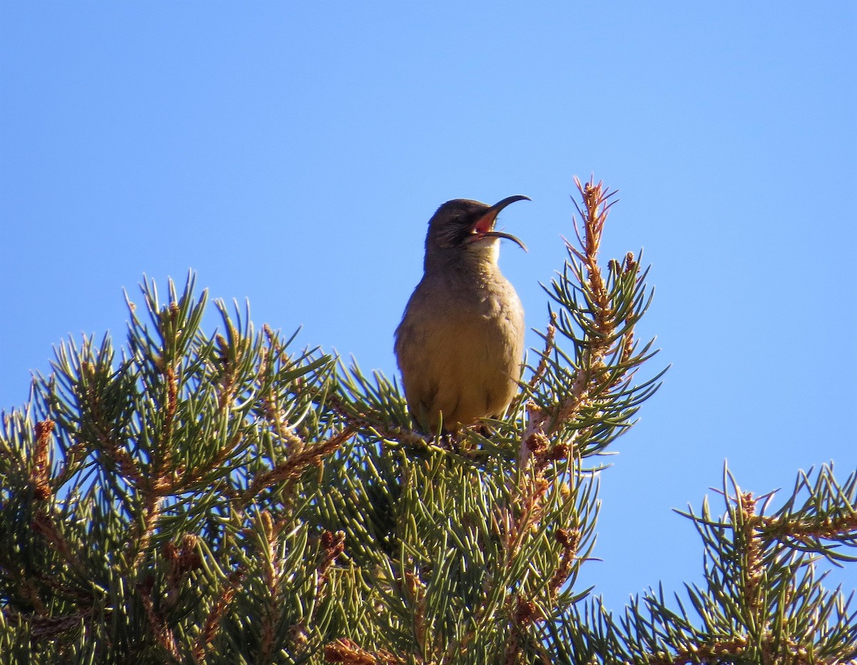 California Thrasher - ML213820151