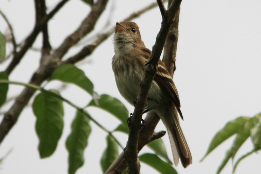 Bran-colored Flycatcher - ML213820551