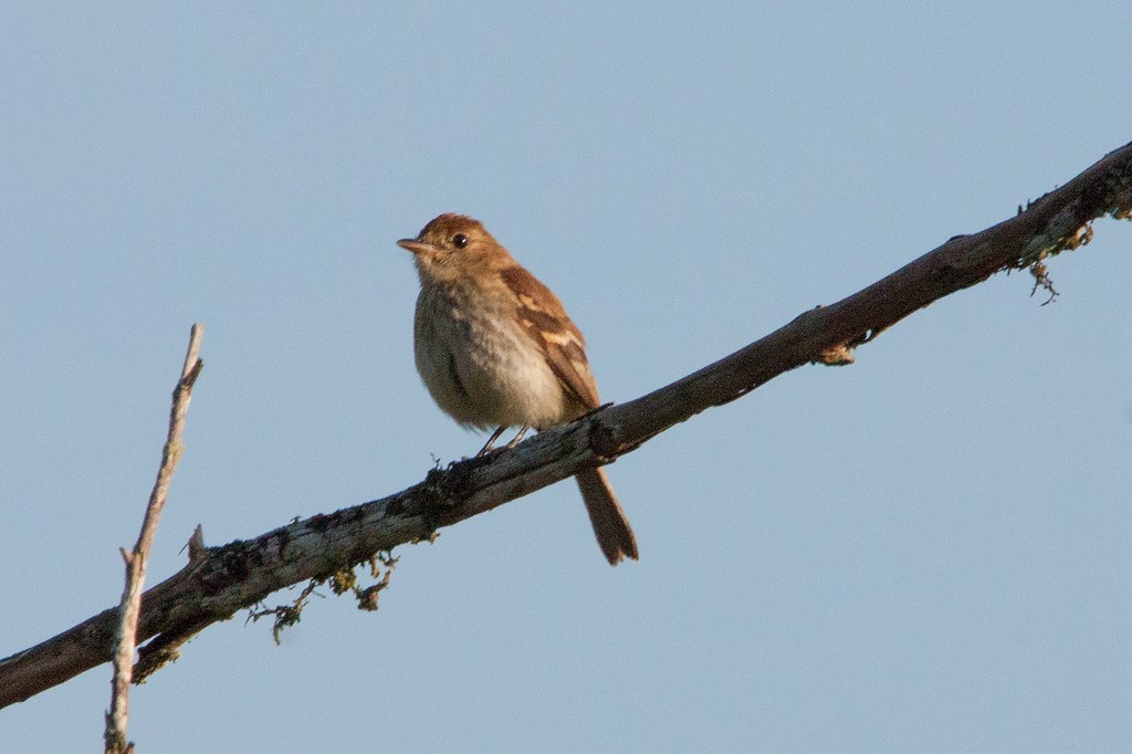 Bran-colored Flycatcher - ML213820581