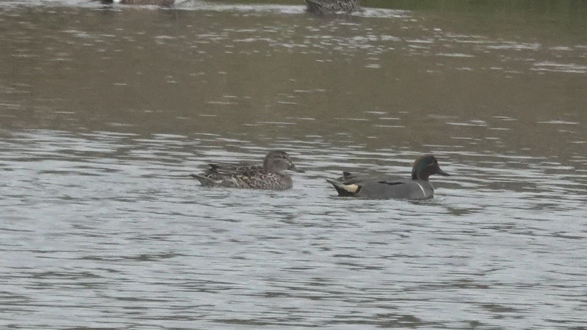 Green-winged Teal - ML213821761