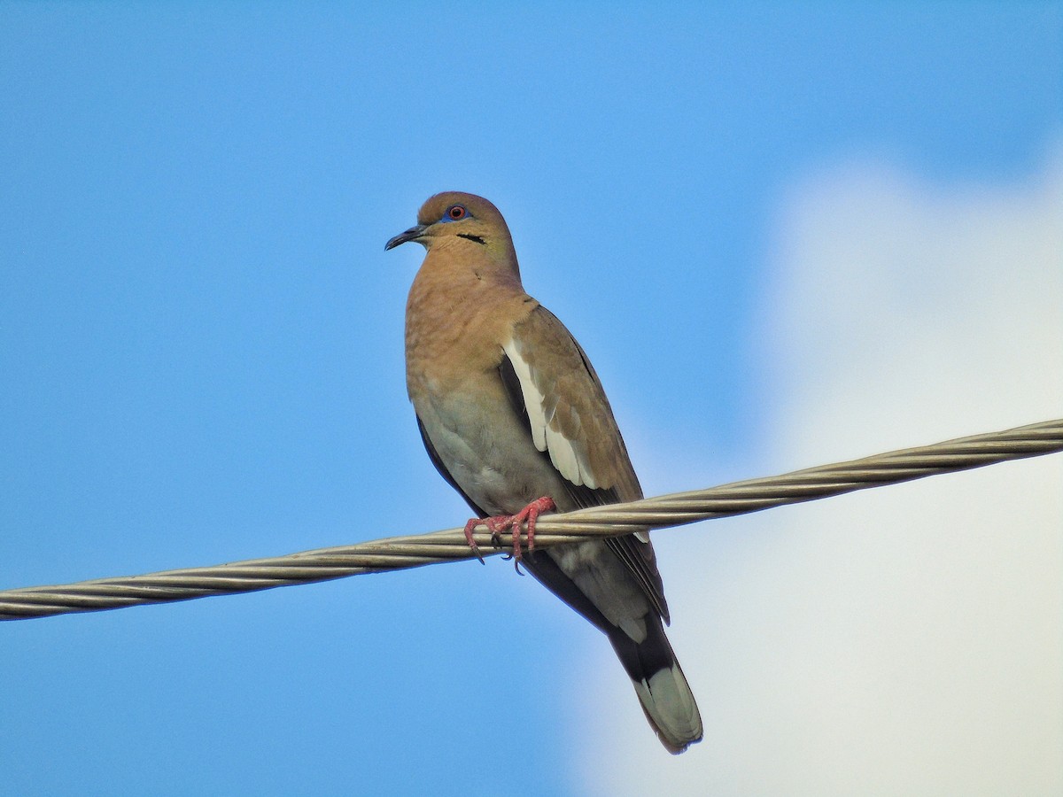 White-winged Dove - ML213822921