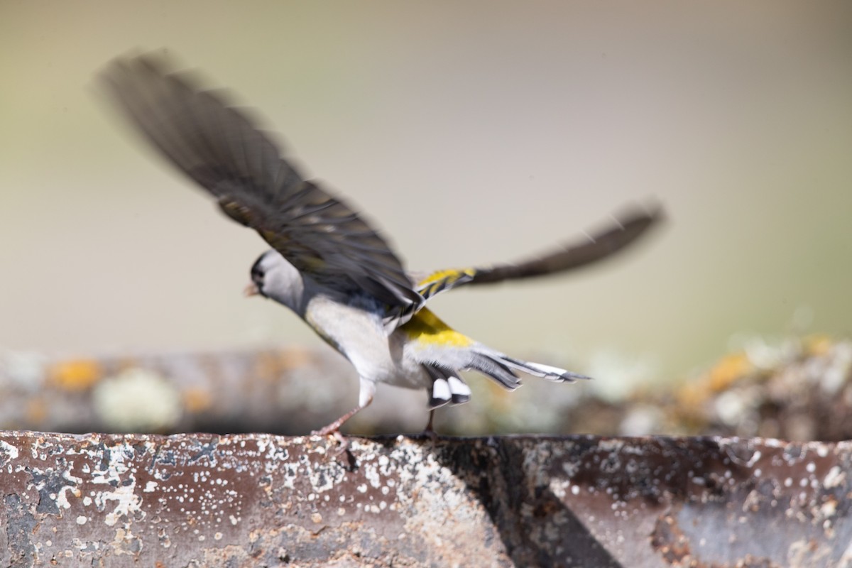 gråstillits - ML213824171