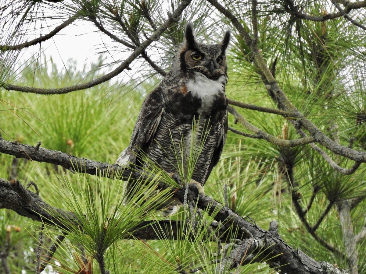 Great Horned Owl - Karen Seward