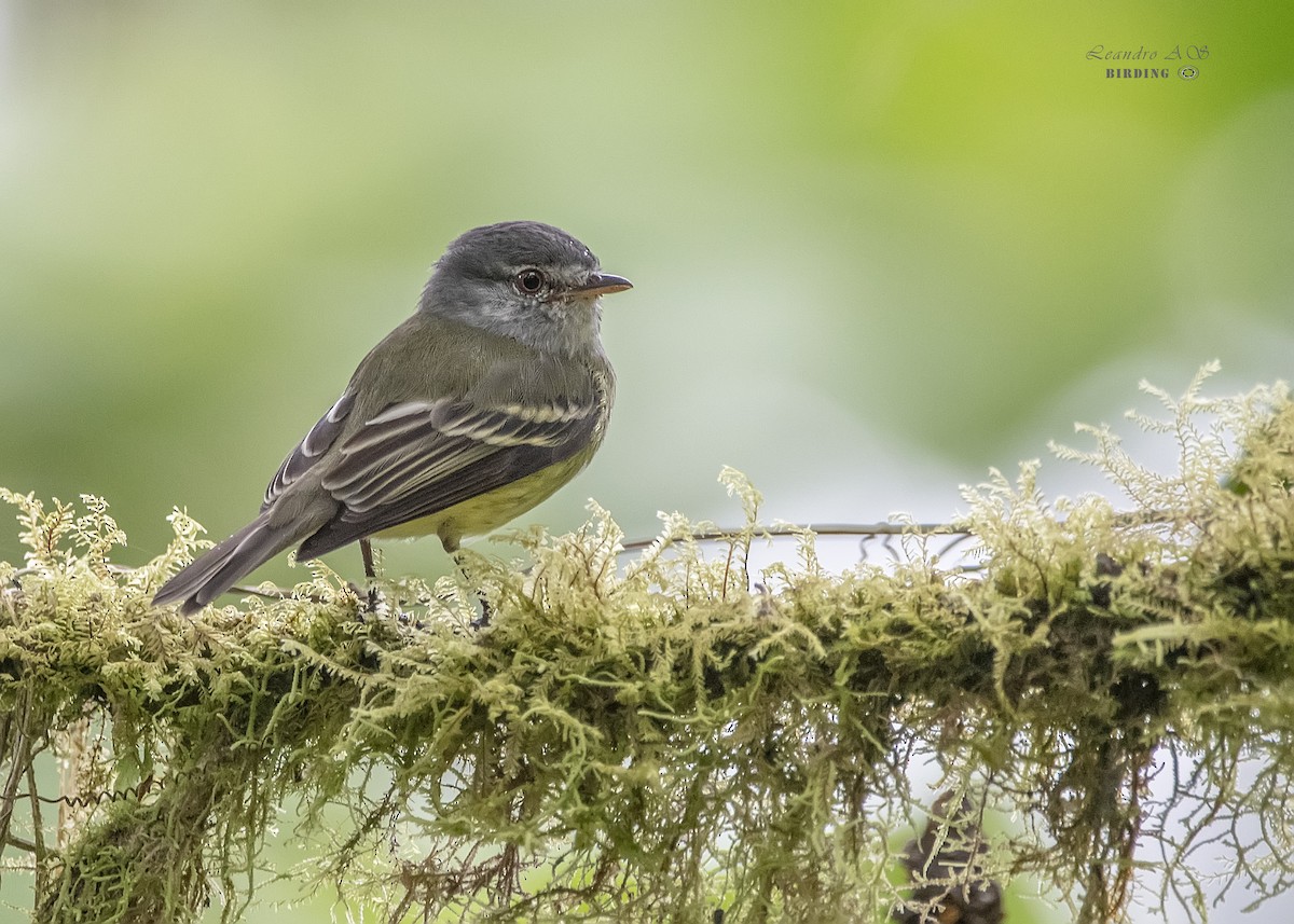 White-fronted Tyrannulet - Leandro Arias Salazar