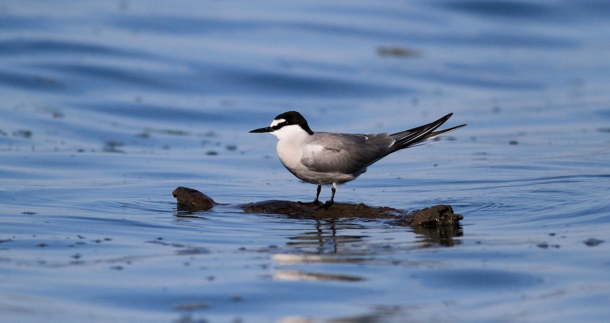 Aleutian Tern - Jay McGowan