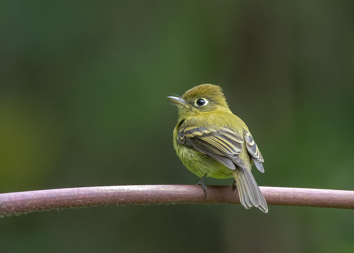 Yellowish Flycatcher - ML213826371