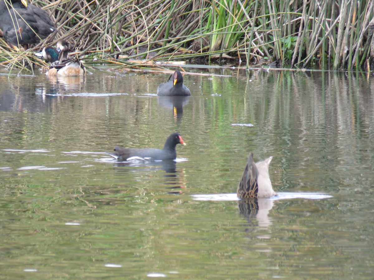 Red-fronted Coot - ML213826411