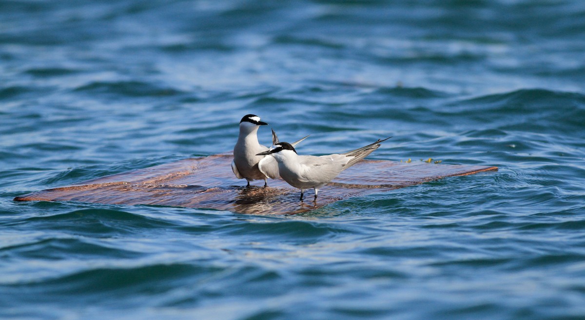 Aleutian Tern - Jay McGowan