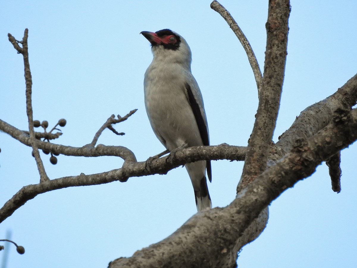 Masked Tityra - ML213827621