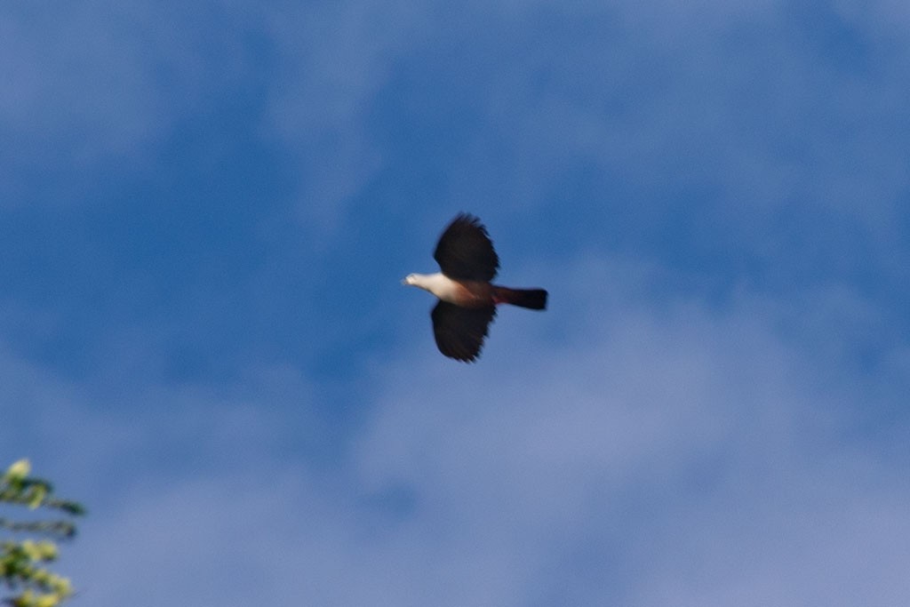 Micronesian Imperial-Pigeon - ML213828171