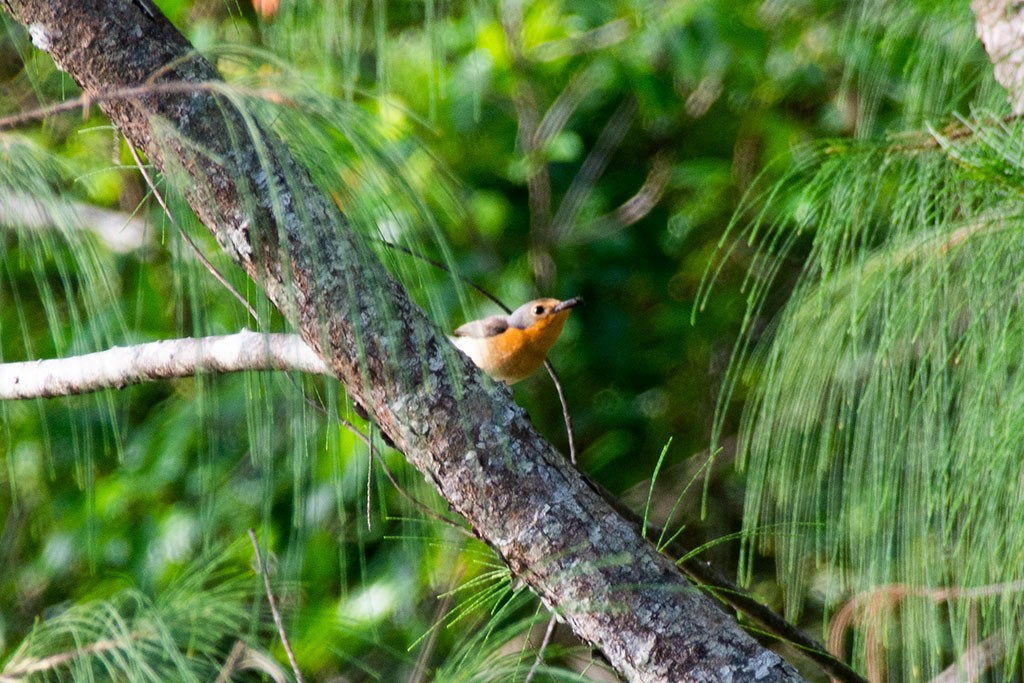 Palau Flycatcher - ML213828411