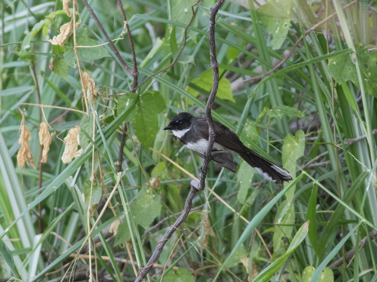 Malaysian Pied-Fantail - ML213829241