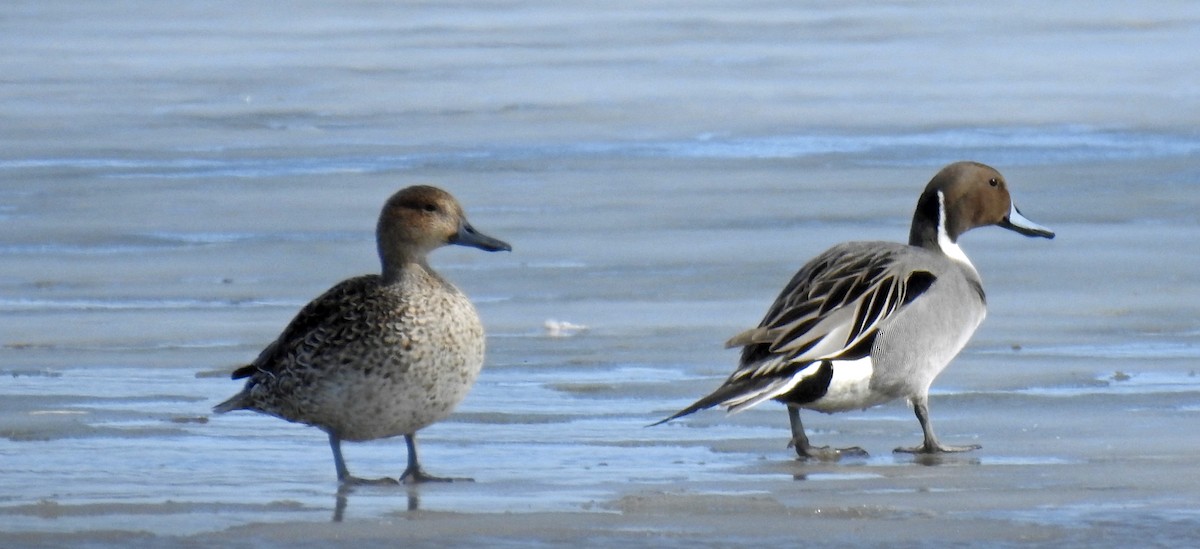 Northern Pintail - ML213829391