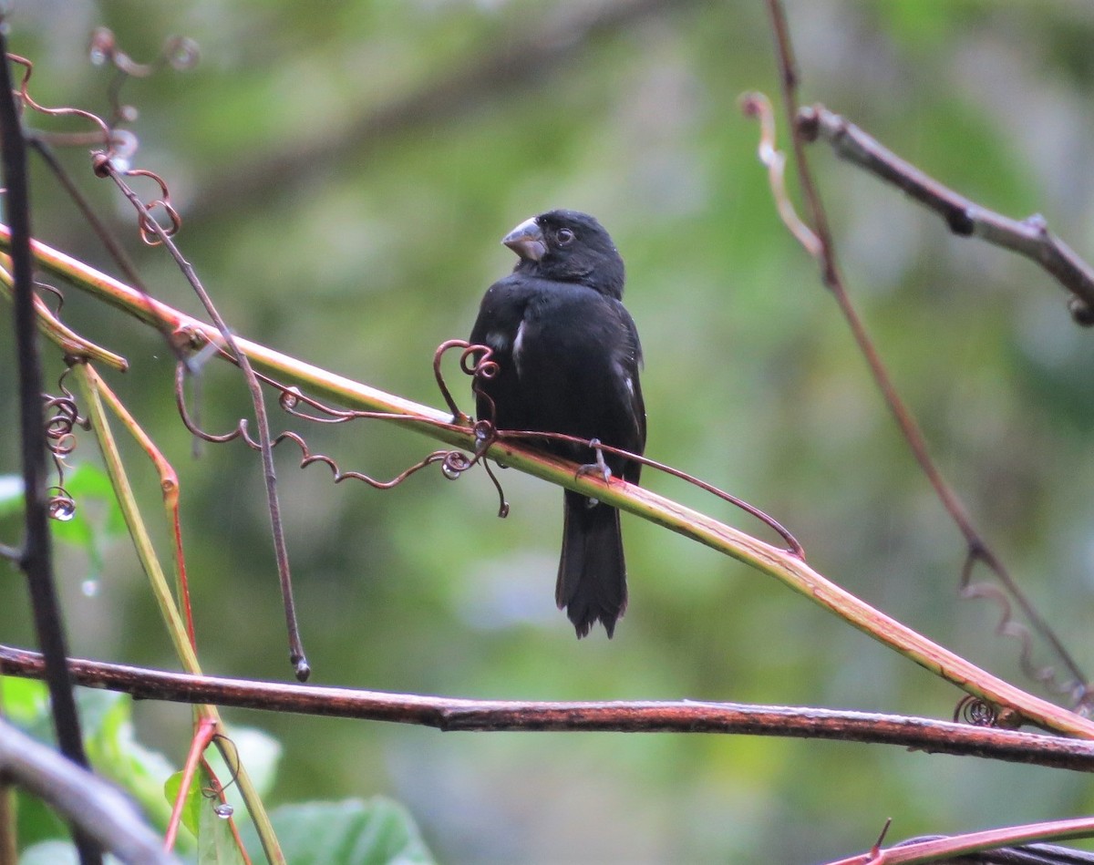 Thick-billed Seed-Finch - ML213829731