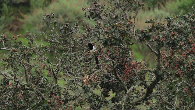 gulnebbskjære - ML213830521