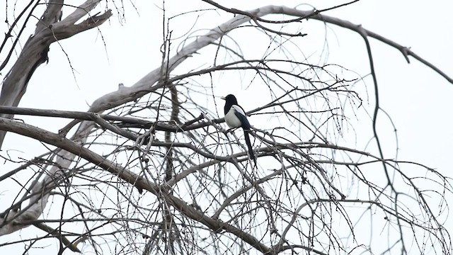 Yellow-billed Magpie - ML213830591