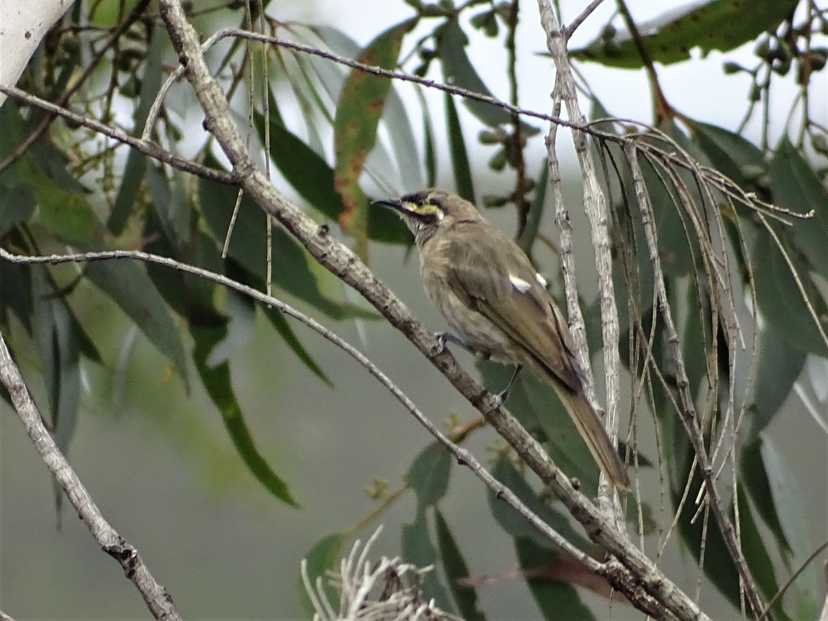 Yellow-faced Honeyeater - ML213830691