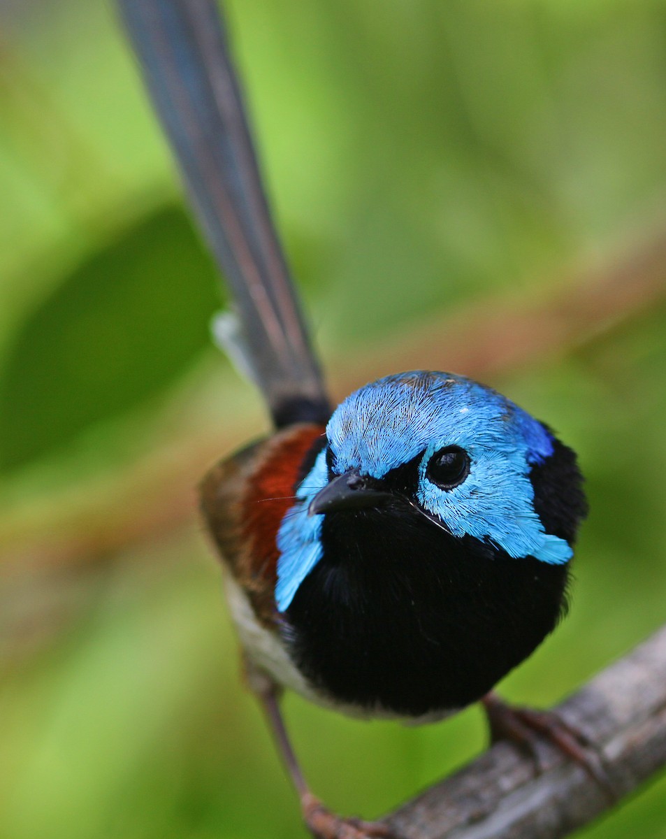 Variegated Fairywren - ML213832171