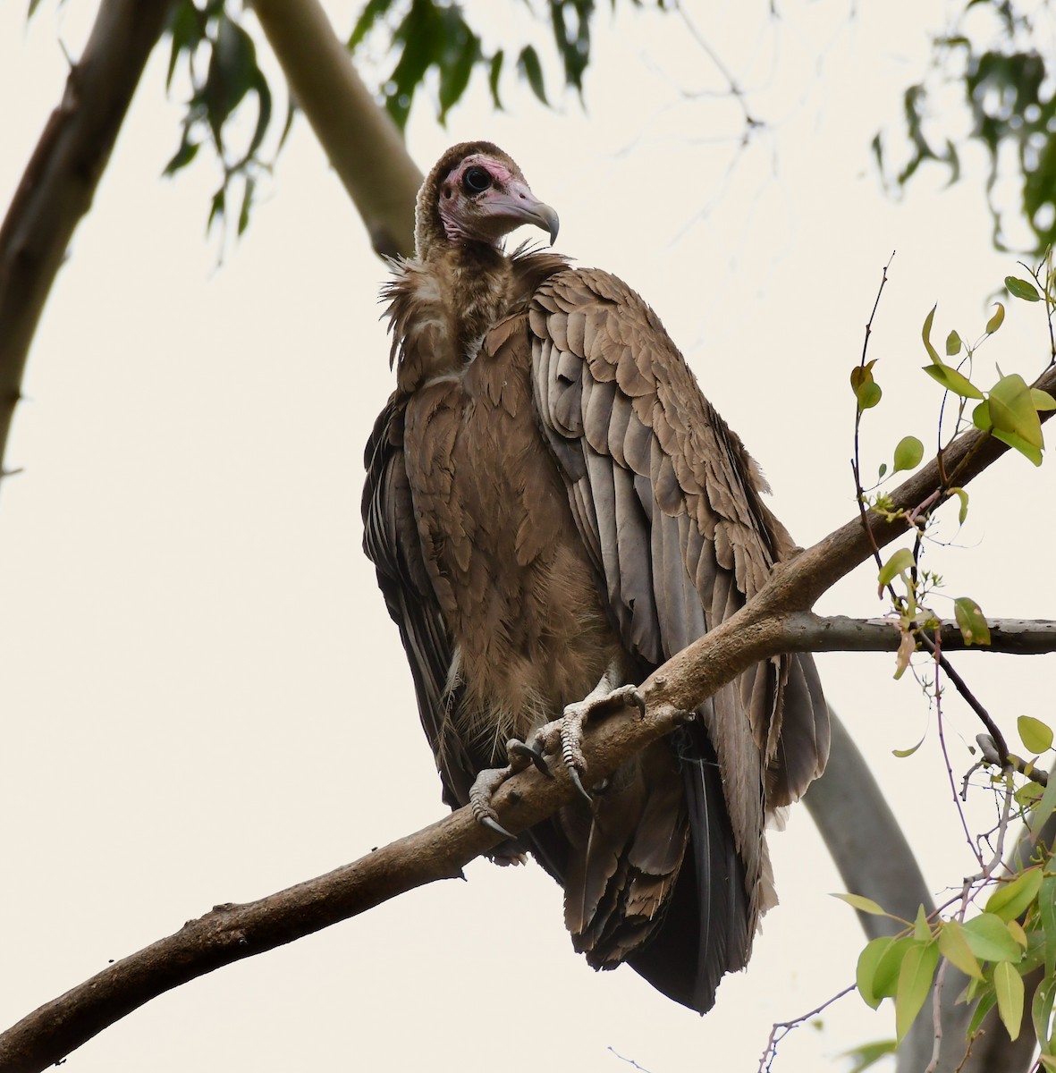 Hooded Vulture - Adam Dudley