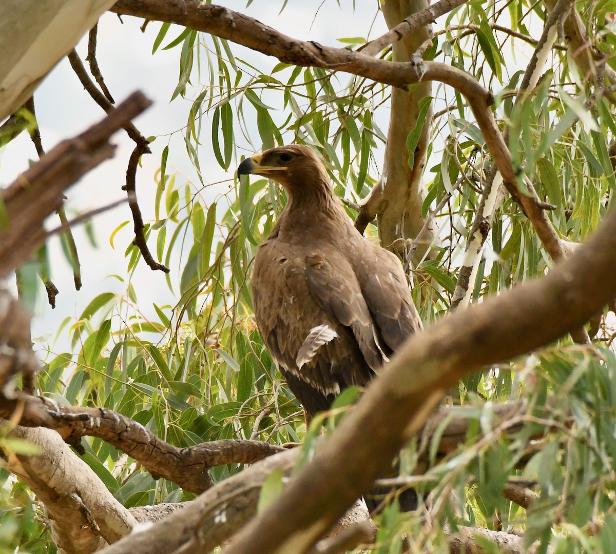 Steppe Eagle - ML213832871