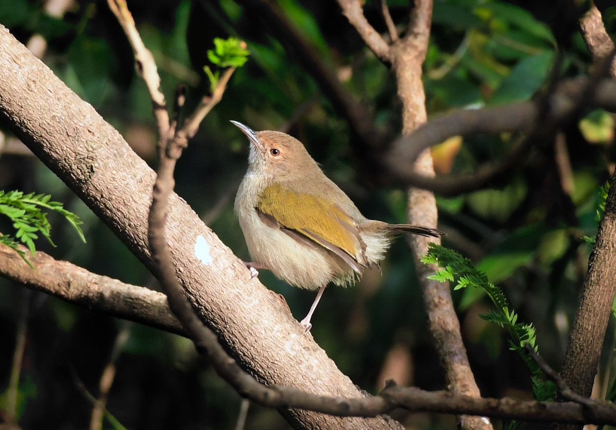 Green-backed Camaroptera (Gray-backed) - ML213832911