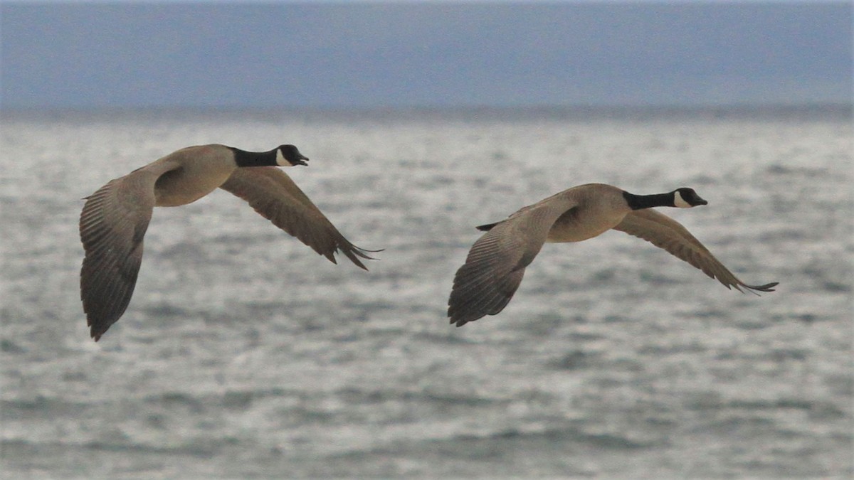 Canada Goose - ML213834261