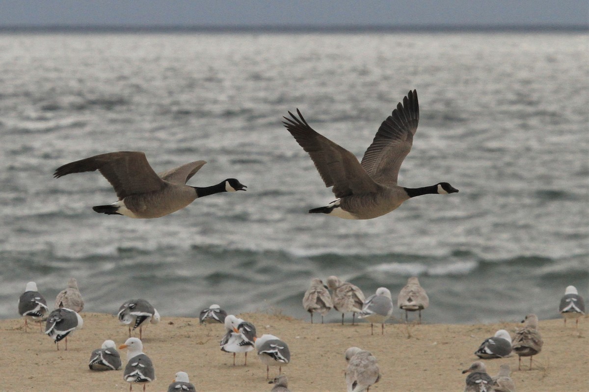 Canada Goose - ML213834311