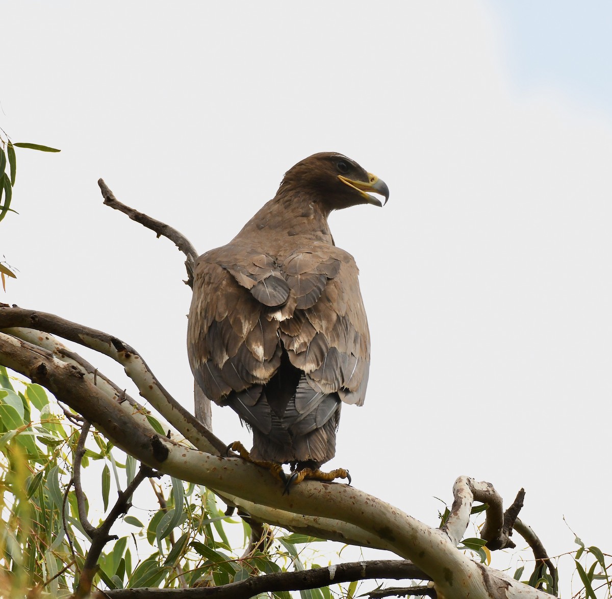 Steppe Eagle - ML213834521