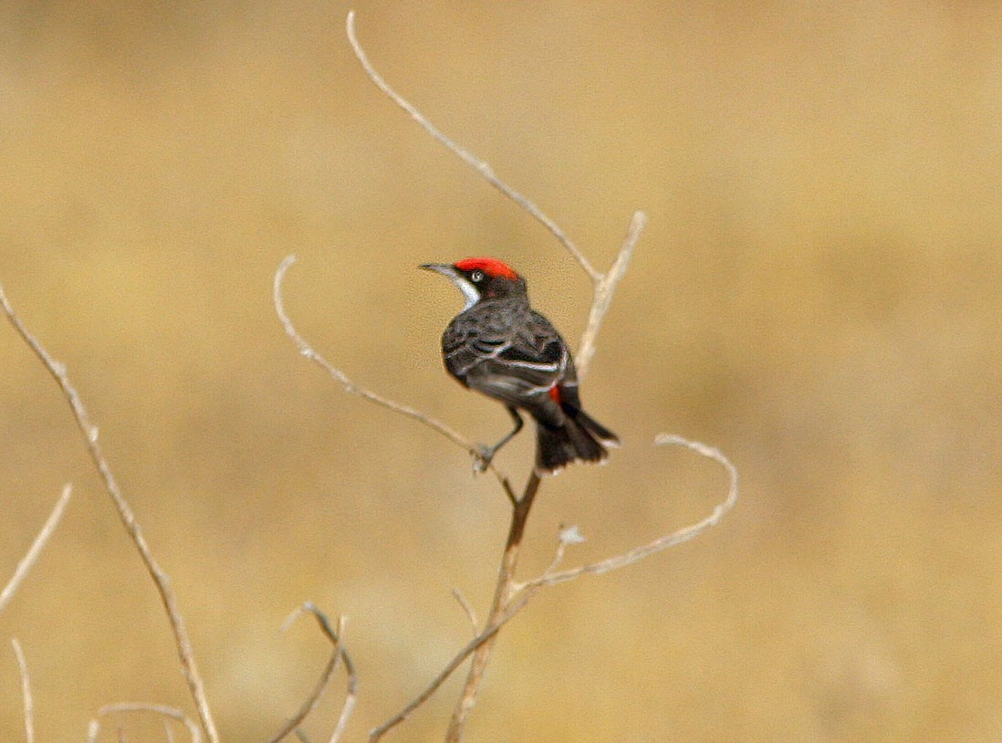 Crimson Chat - Don Roberson