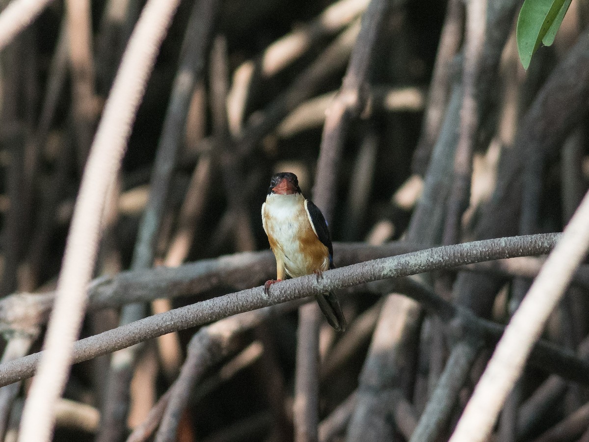 Black-capped Kingfisher - matthew sabatine