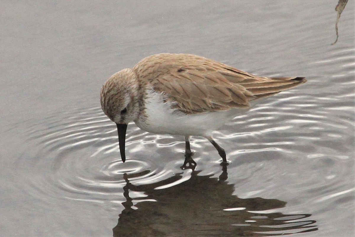 Bergstrandläufer - ML213835141