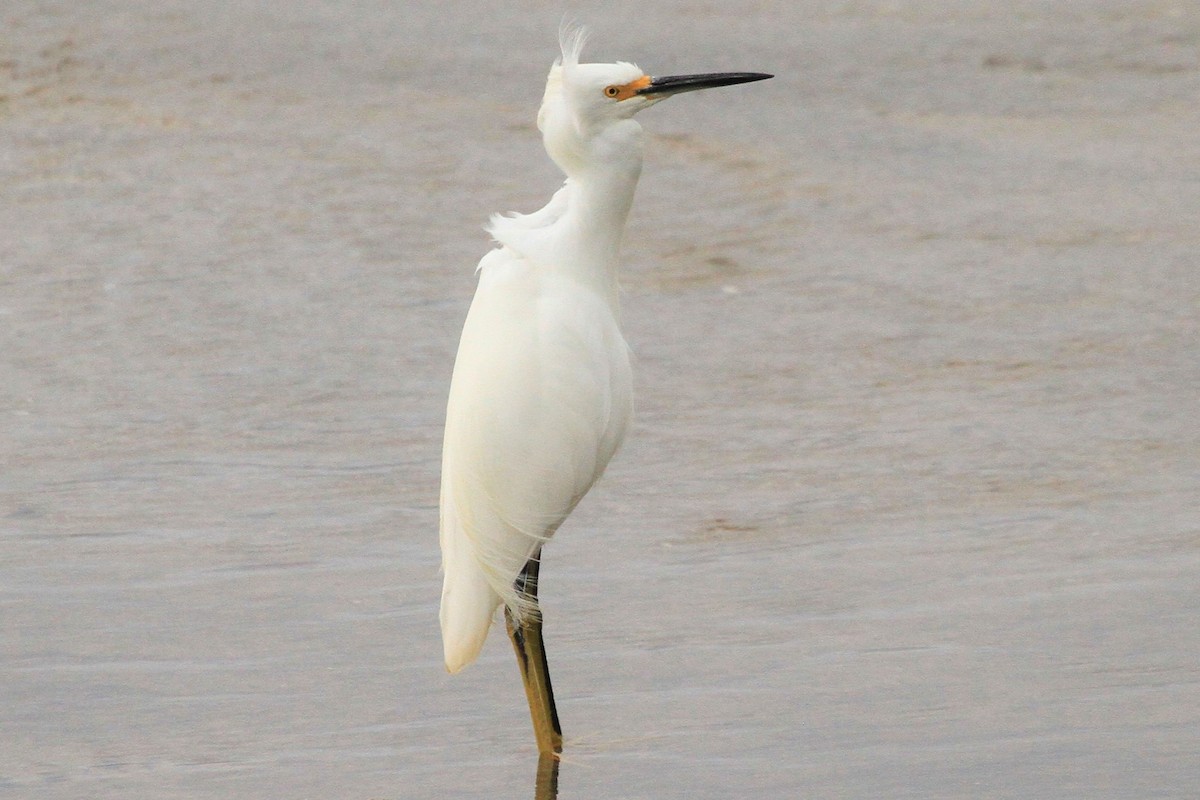 Snowy Egret - ML213835871