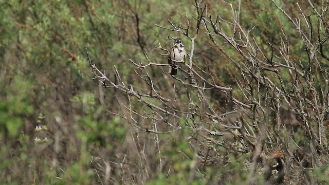 Bell's Sparrow (belli) - ML213835901