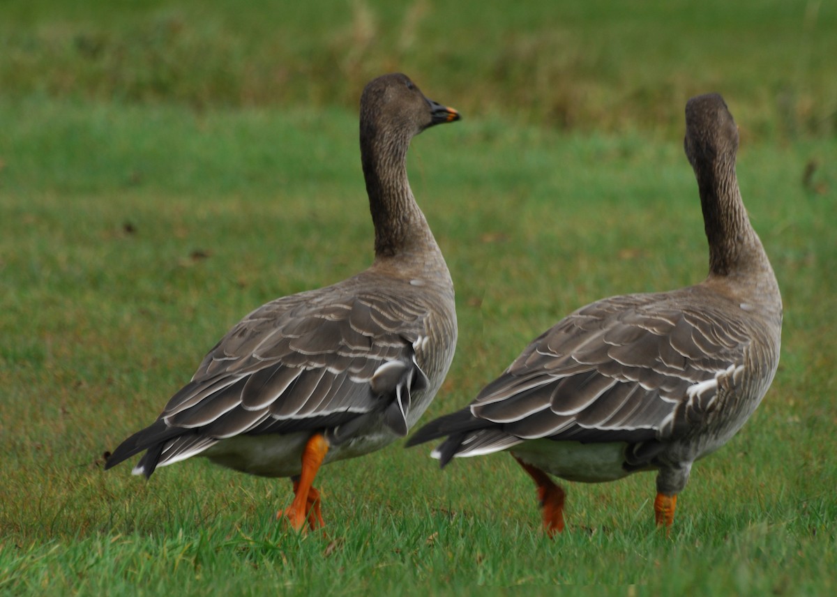 Tundra Bean-Goose - ML21383601